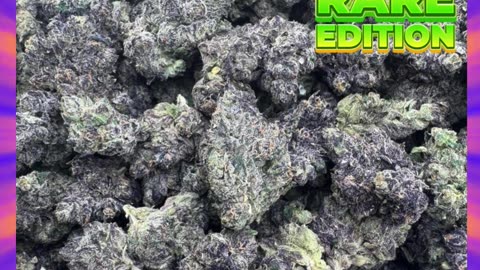 Mob Boss THCa Flower | 27% Hybrid | Citrus Earthy Floral | Focused, Talkative, Happy | Bulk #thca