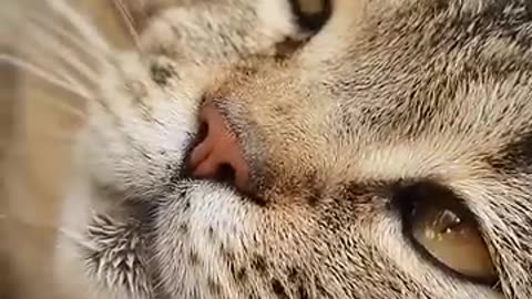 Ways To Make A Cat Like You