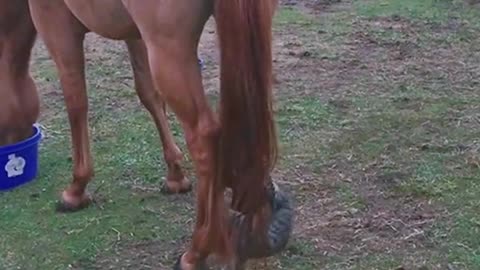 Horse and Cat are Friends