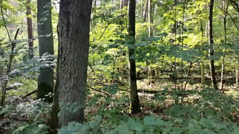 jest taka piosenka ...