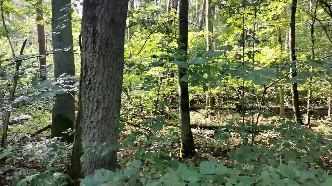 jest taka piosenka ...