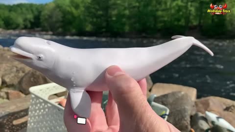 Having Fun in the Morning on the River Bank with Water Animal Toys