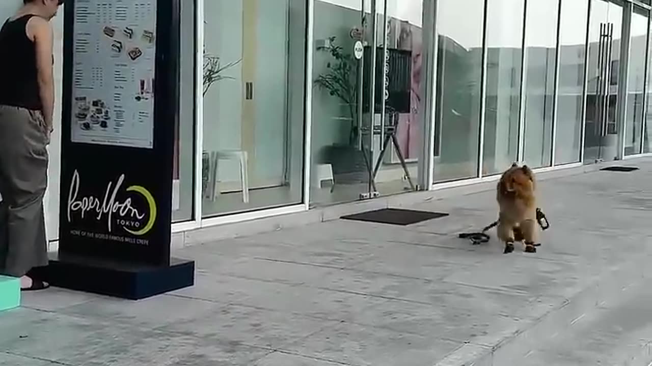 Where. Where did he disappear to?