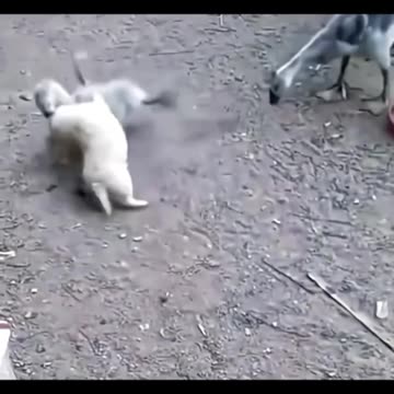 دعوای بامزه بین دو کوچولو 🐣🐶 Funny fight between two cuties 🐣🐶
