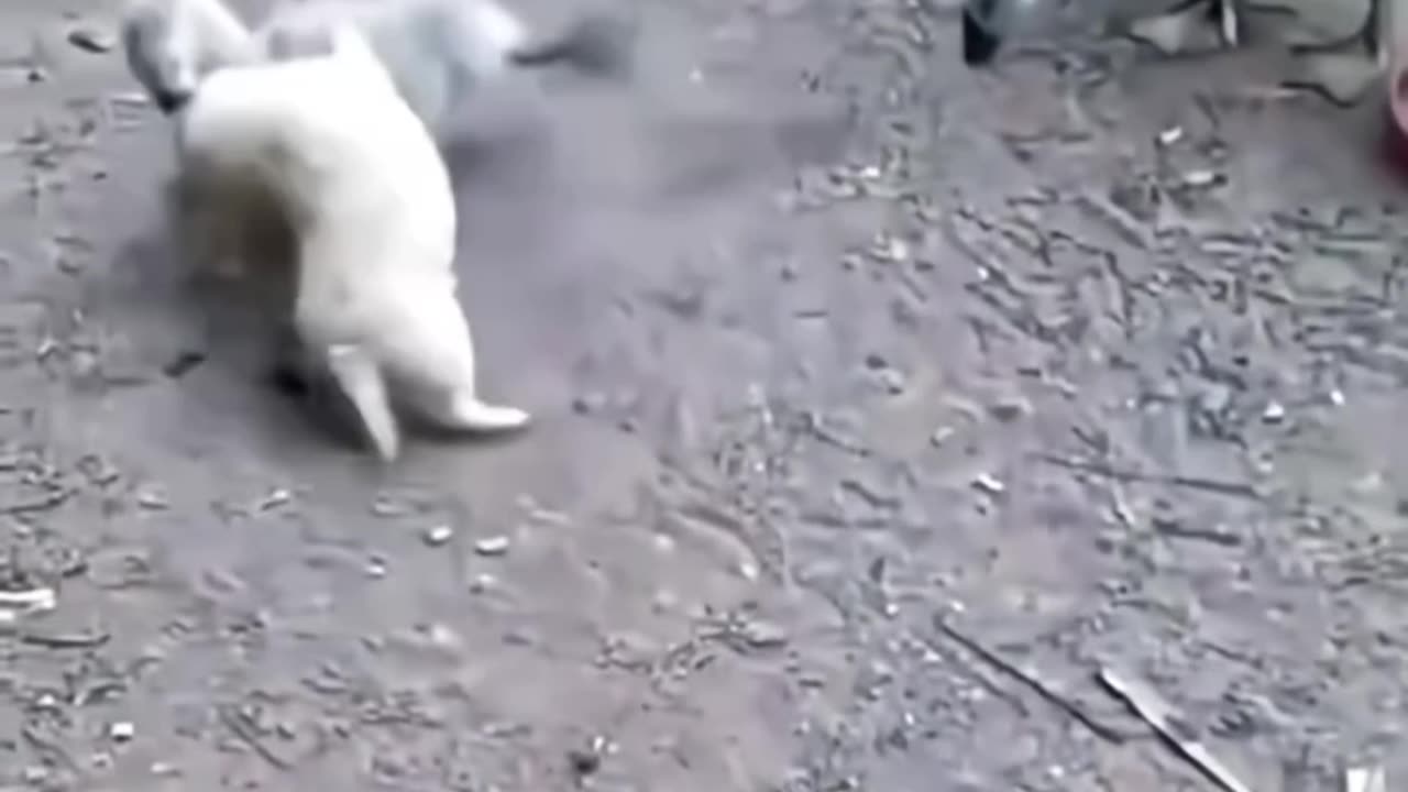 دعوای بامزه بین دو کوچولو 🐣🐶 Funny fight between two cuties 🐣🐶