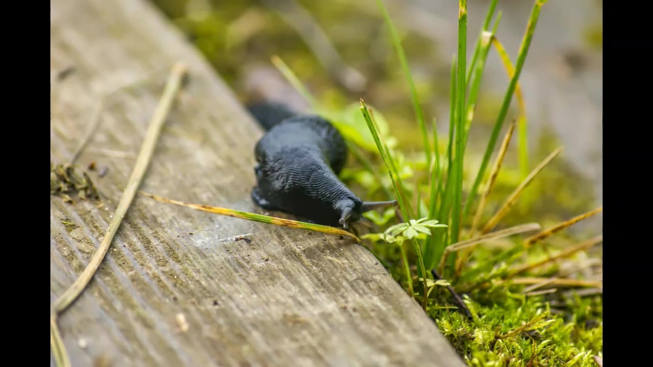 Lord Winter - Slug