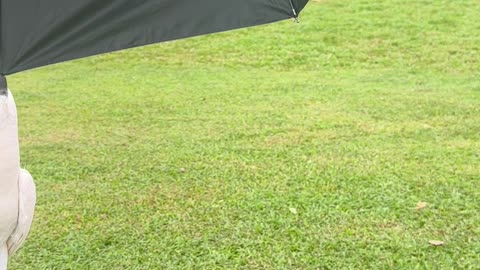 Cockatoo Playfully Hangs From Umbrella