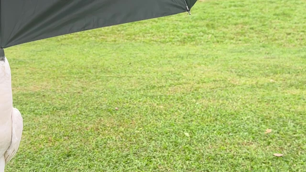 Cockatoo Playfully Hangs From Umbrella