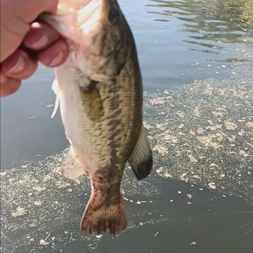 Largemouth bass