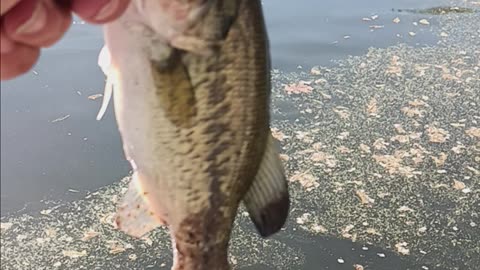 Largemouth bass