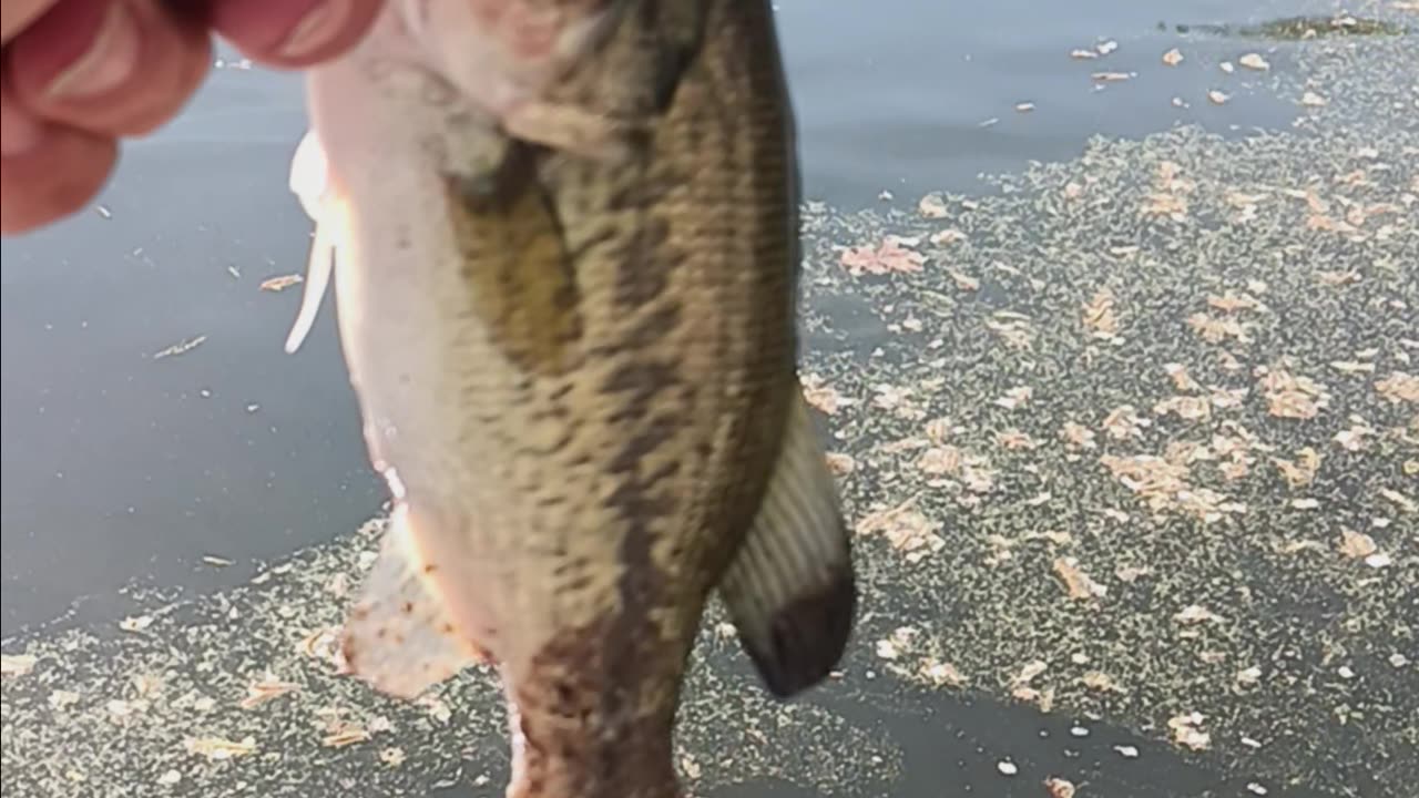 Largemouth bass