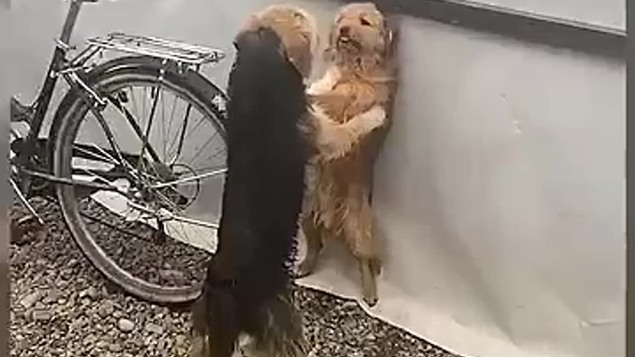 "ये कुत्ता हंसी रोकने नहीं देगा! 😂 | सबसे मज़ेदार डॉग वीडियो 2025"