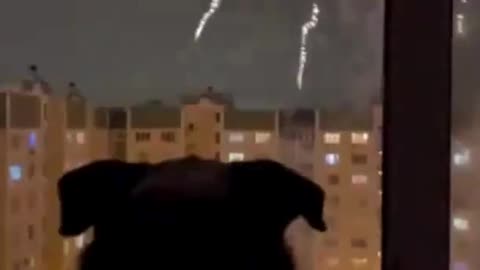 Doggo's First Firework Show! 🎆🐶