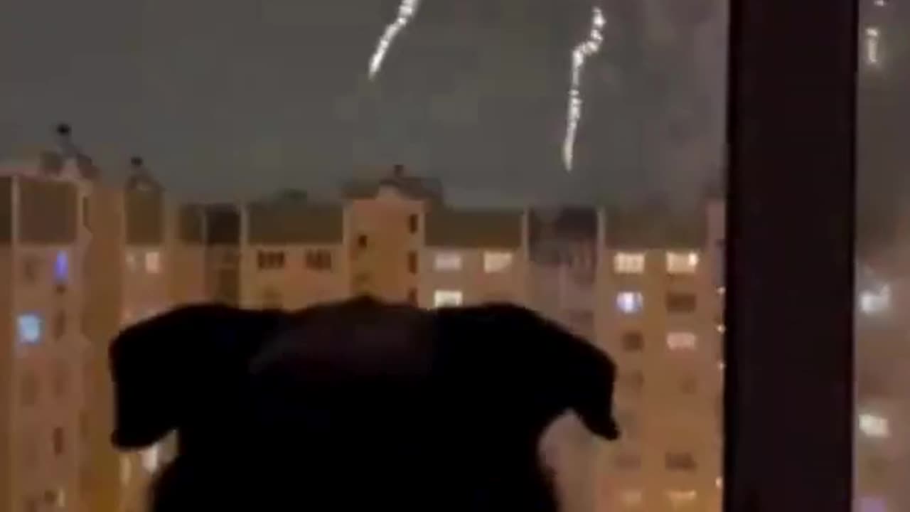 Doggo's First Firework Show! 🎆🐶
