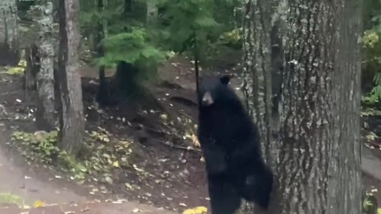 Now that’s a real obstacle course 😊