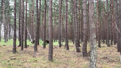Visited the woods at the Carse of Ardersier before it started to rain