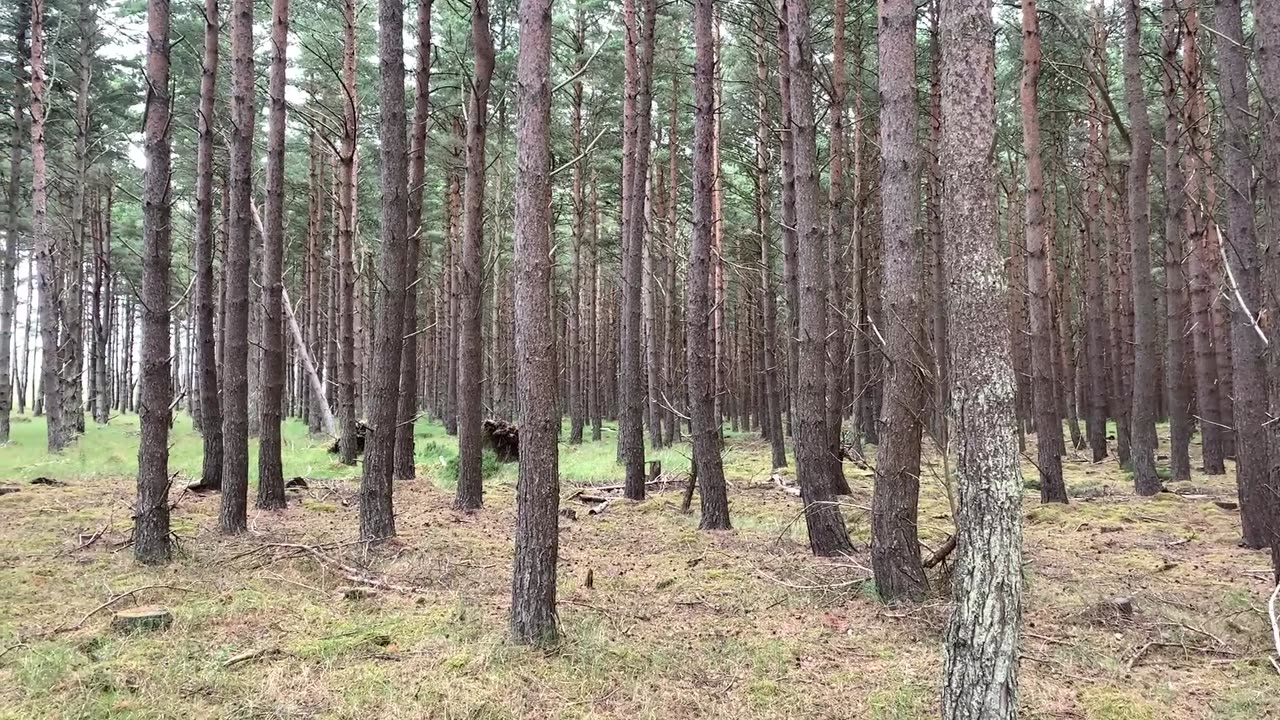 Visited the woods at the Carse of Ardersier before it started to rain