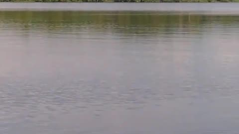 Selyava Lake, Minsk region, Krupsky district