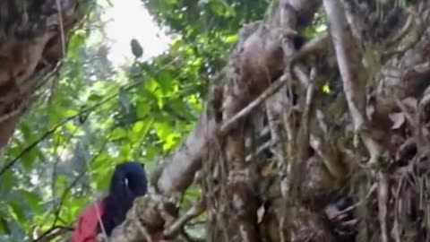 Double Decker Root Bridge Hike | Meghalaya India Travel