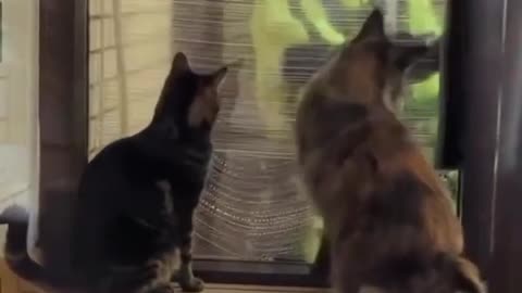 Funniest Cats And Dogs videos funny animals cuteanimals | The cleanest window of the building