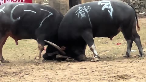 Rural Bullfighting Culture