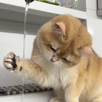 🐾 "Why Do Kittens Love Playing in Water? 💦 | Cutest Water Moments Ever!"