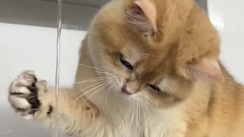 🐾 "Why Do Kittens Love Playing in Water? 💦 | Cutest Water Moments Ever!"