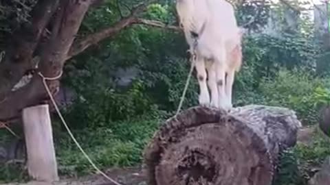 ９月の山羊さん