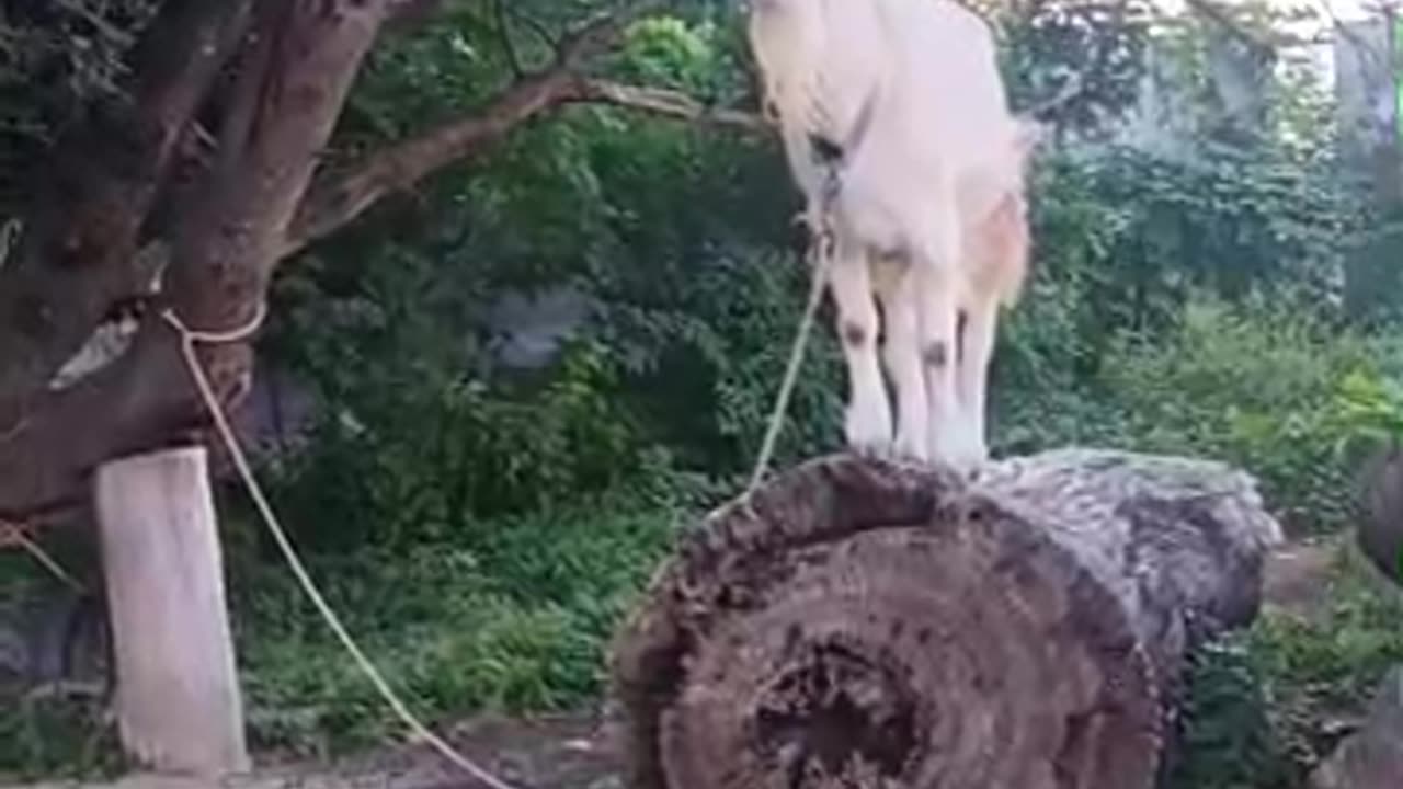 ９月の山羊さん