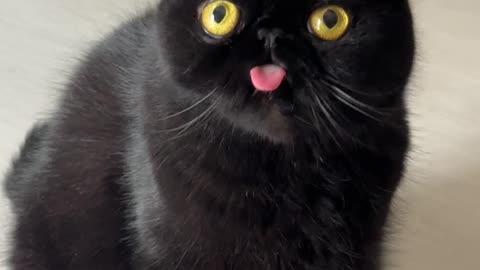 Totoro Doesn't Know His Tongue is Out