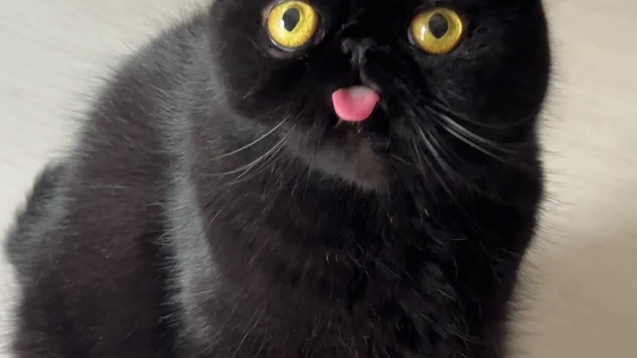 Totoro Doesn't Know His Tongue is Out