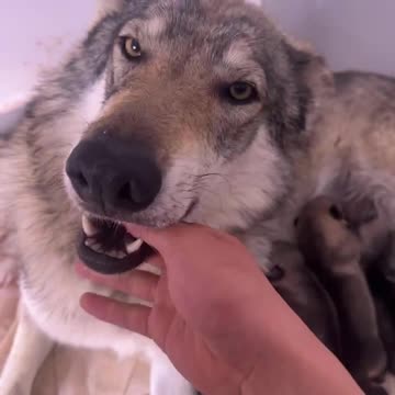 The pup's eyes grew brighter and more aware