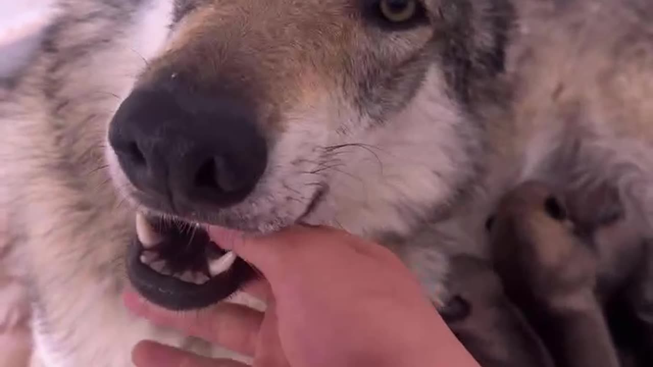 The pup's eyes grew brighter and more aware