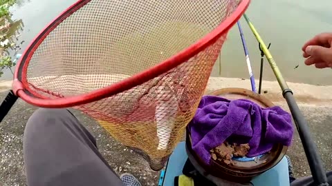 Bowfin Spin Fishing in Lake Swamp Zones