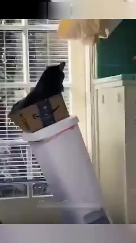 51. The Ultimate Compilation of Hilarious Pets - You Won't Stop Laughing