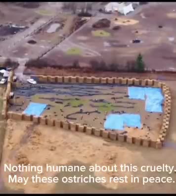 Melissa Martin’s live feed from the afternoon of November 6th… the last day we saw them alive 😔