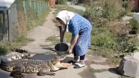 Pet Crocodile