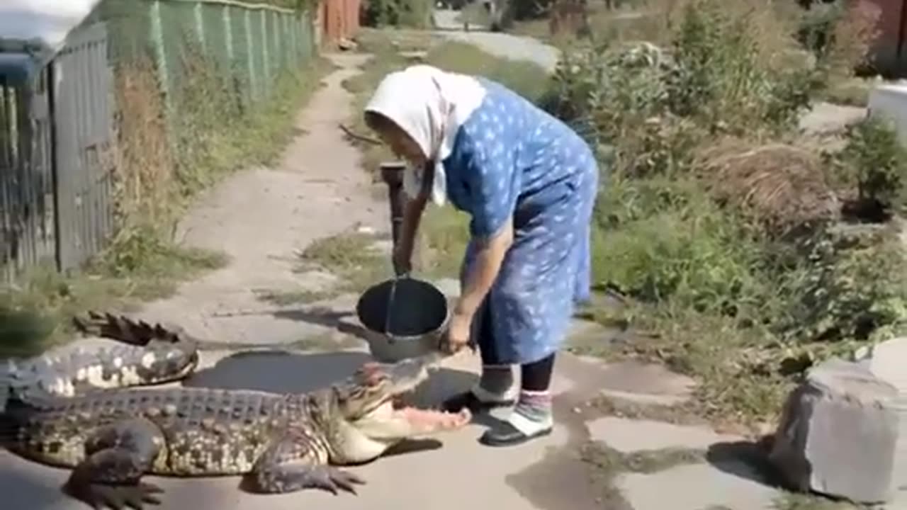 Pet Crocodile