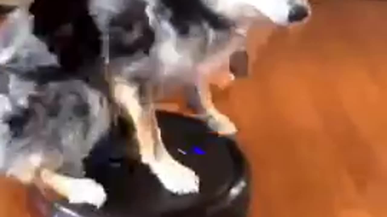 A doggy of a good time