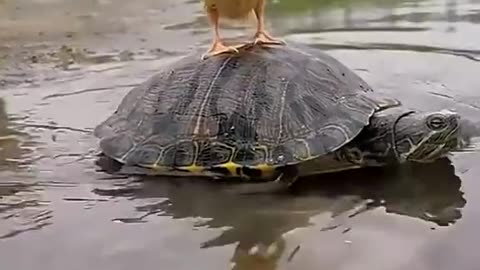 Cutest animals