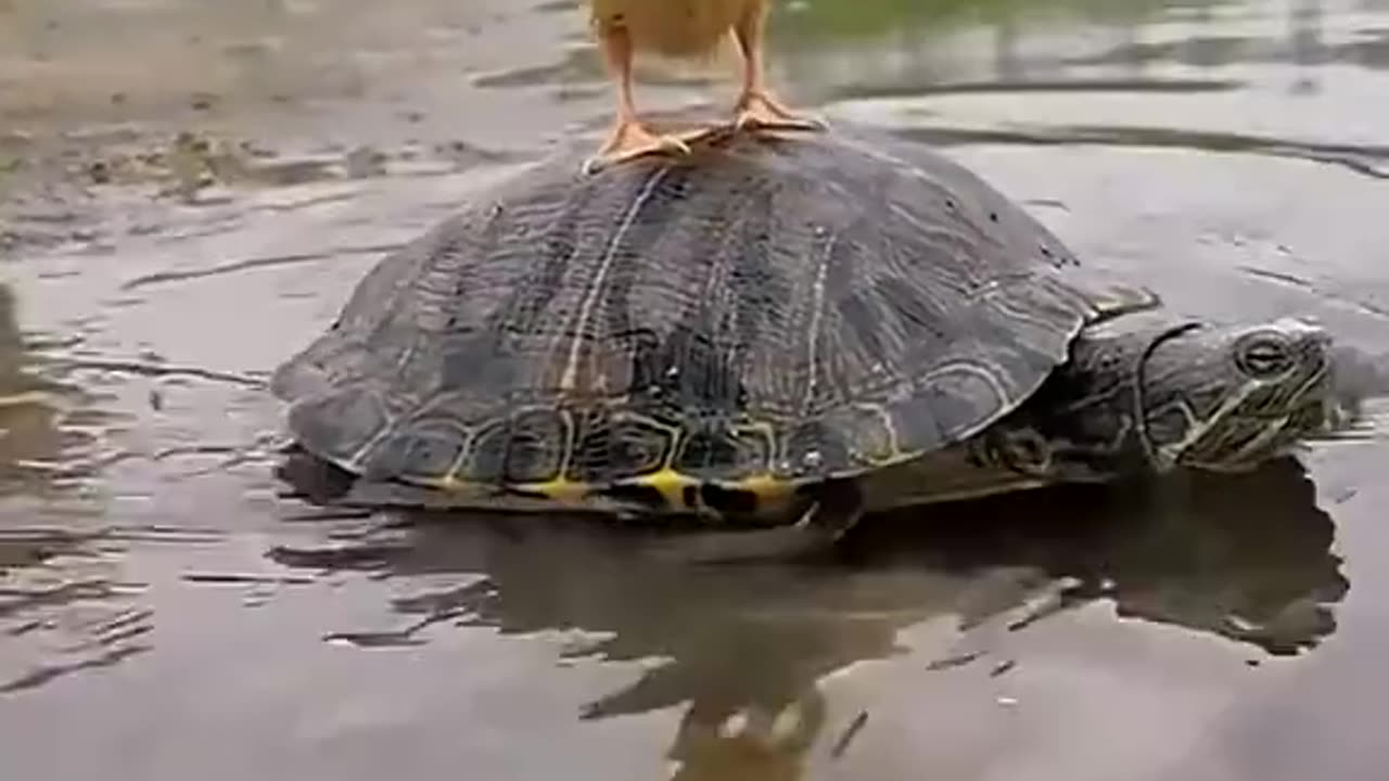 Cutest animals