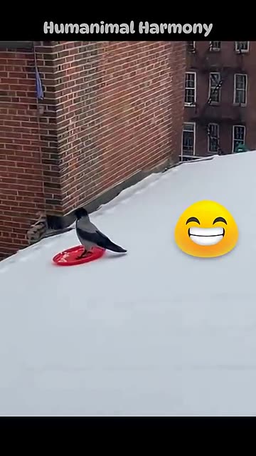 When life gives you a frisbee, toboggan 😍