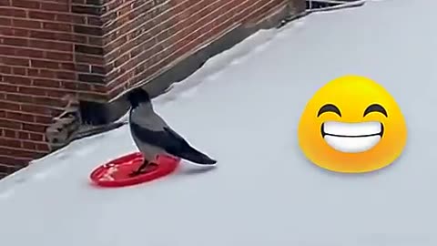 When life gives you a frisbee, toboggan 😍