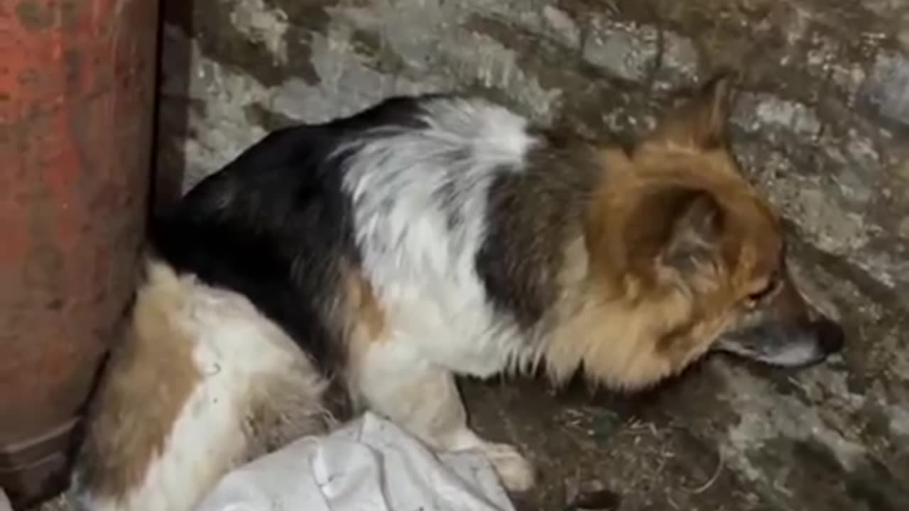 Honestly we don't deserve dogs, this dog stayed by his dead owners in Kursk.