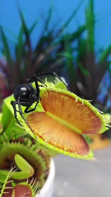 Black widow caught in Venus fly trap