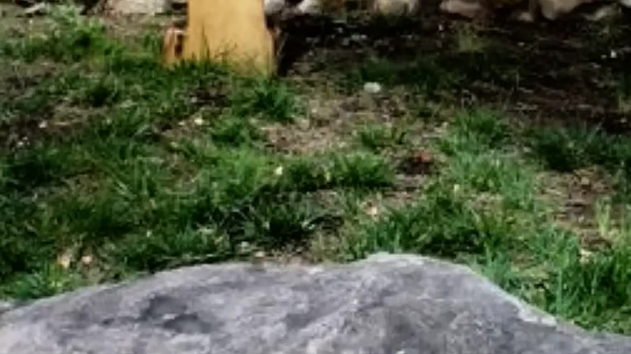 FAMOUS GRAVES - VOL. 159: SMOKEY BEAR