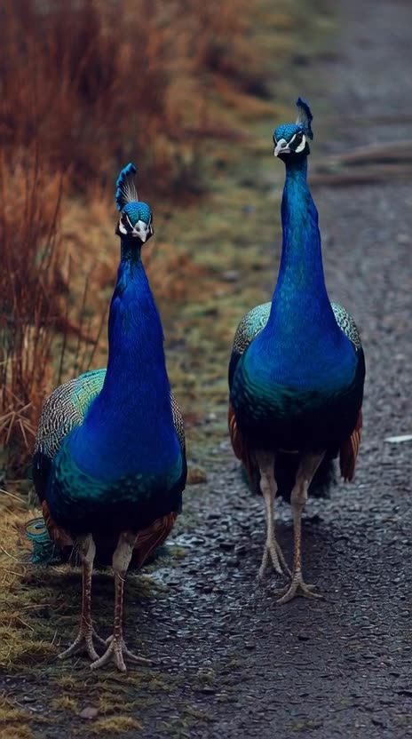 Peacocks walking