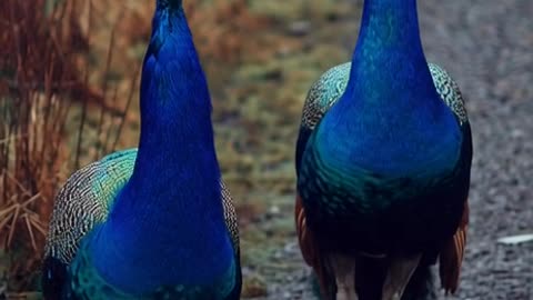 Peacocks walking