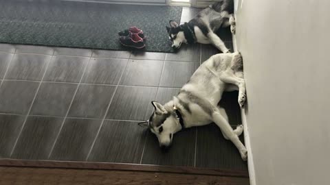 Not to be dramatic but these dogs can make you would die laughing.