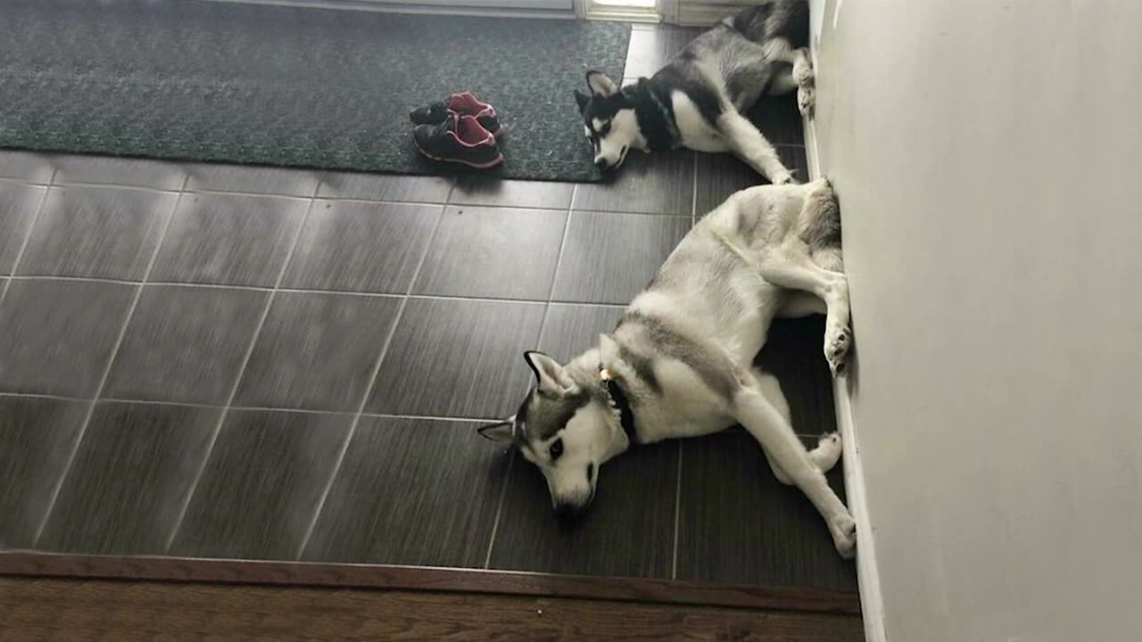 Not to be dramatic but these dogs can make you would die laughing.